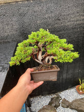 將圖片載入圖庫檢視器 預購日本🇯🇵糸魚川真柏 Japanese Itoigawa Shimpaku(附上影片)
