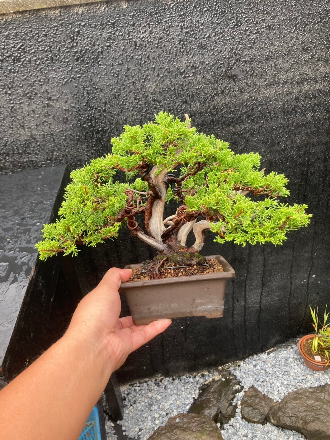預購日本🇯🇵糸魚川真柏 Japanese Itoigawa Shimpaku(附上影片)
