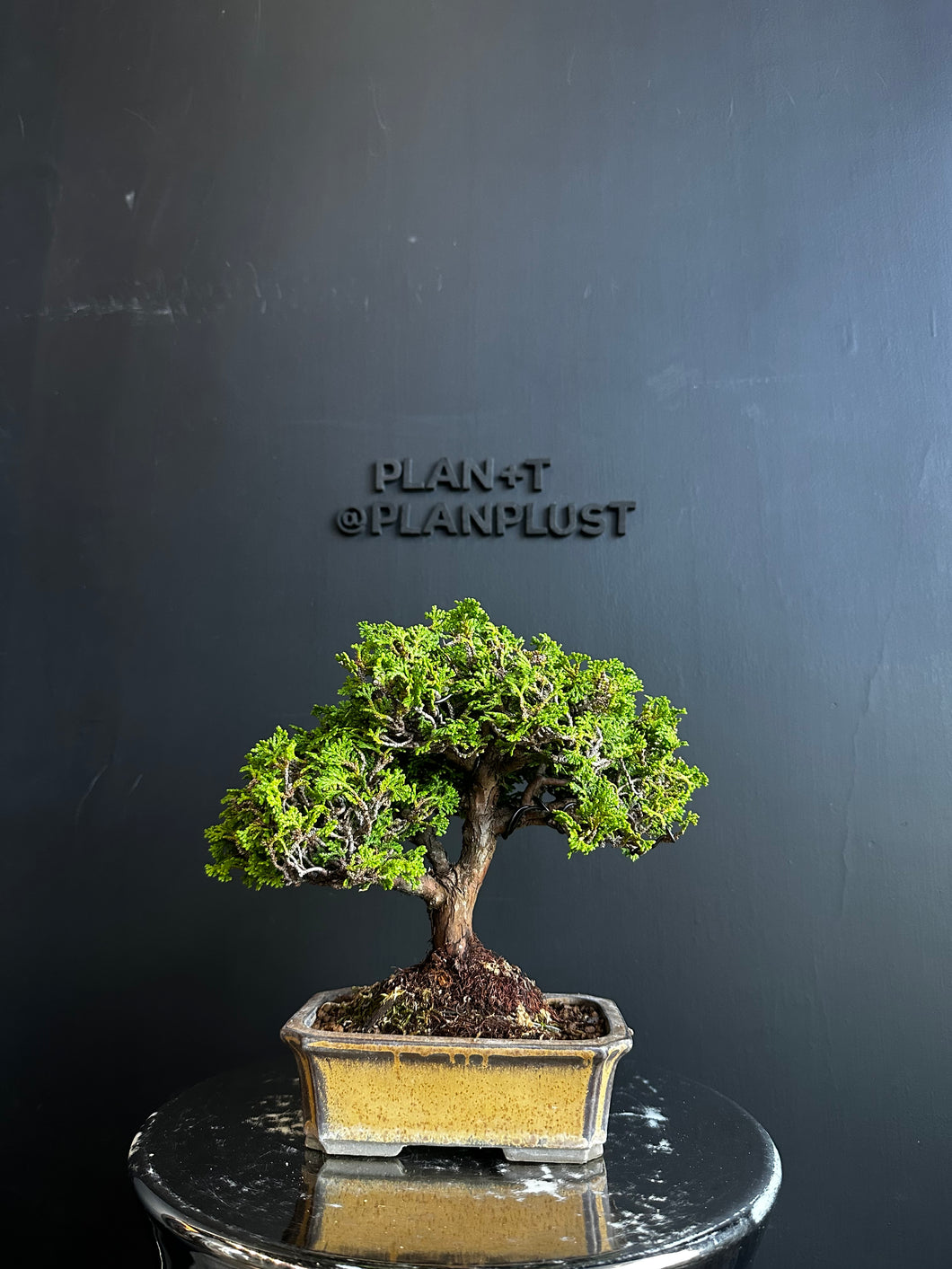 日本🇯🇵津山檜Hinoki Chamaecyparis Obtusa(附上影片)