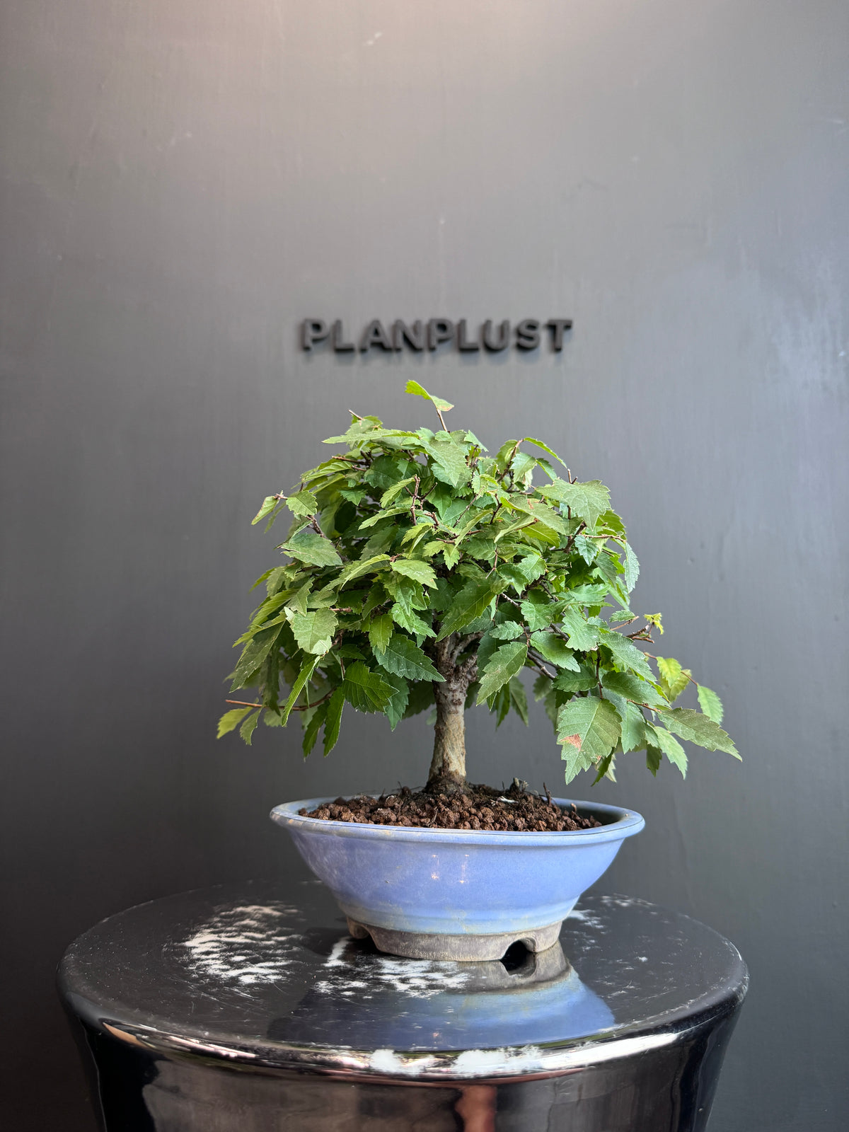 日本欅盆景 Keyaki 高25cm 樹齡約15年 實拍 - PLAN+T