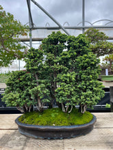 將圖片載入圖庫檢視器 日本🇯🇵石化檜 雅 Sekka Hinoki Cypress セッカヒノキ (附上影片)

