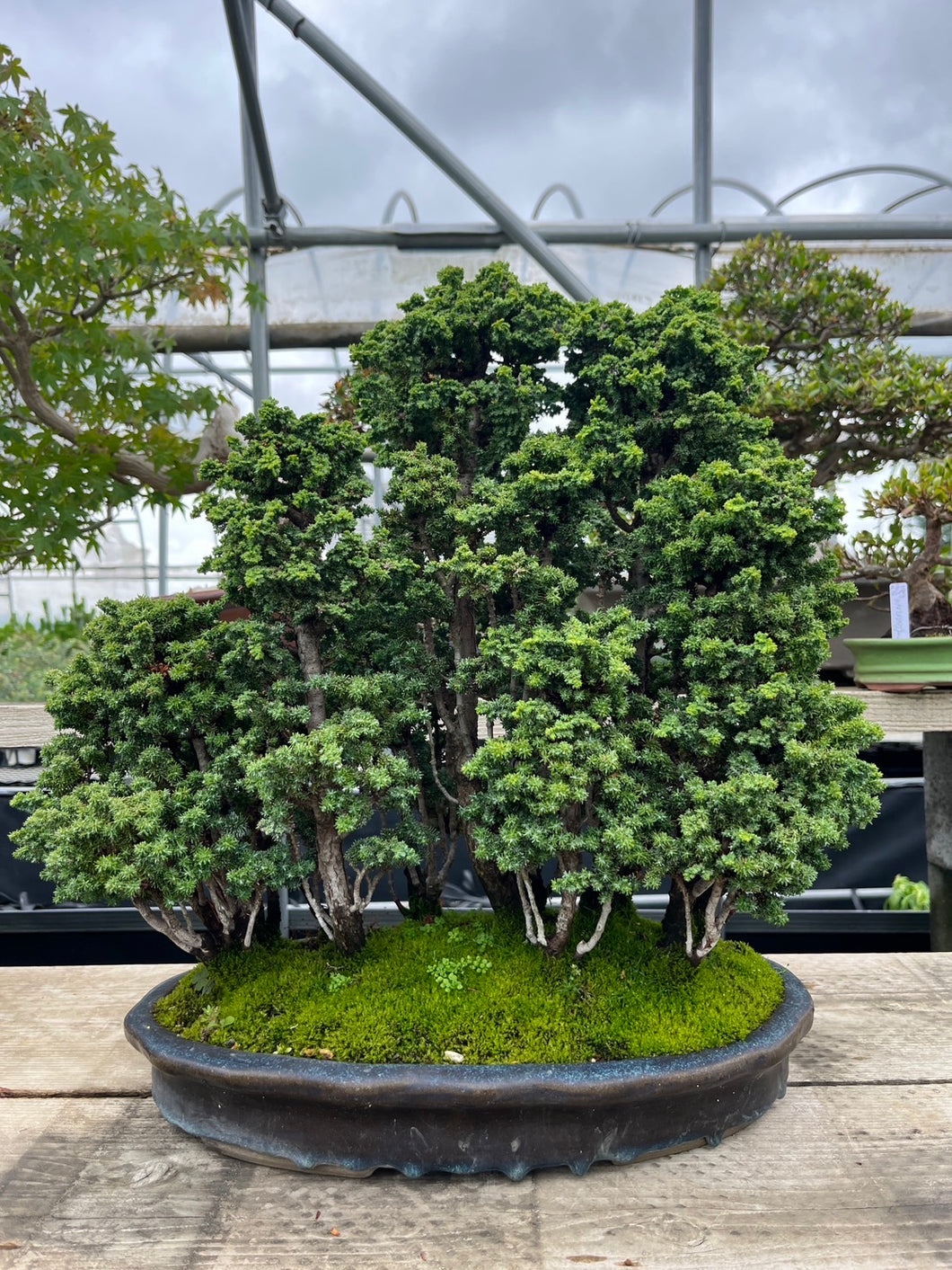 日本🇯🇵石化檜 雅 Sekka Hinoki Cypress セッカヒノキ (附上影片)