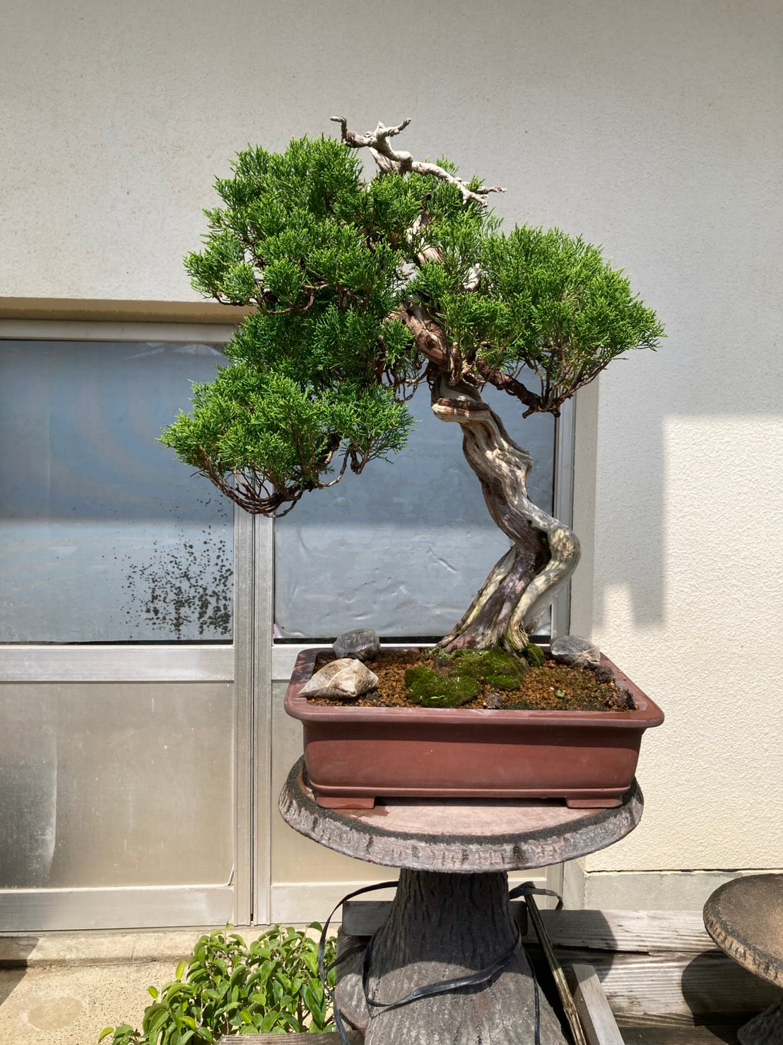 日本糸魚川真柏盆景,高60cm闊48cm,樹齡約50年 - PLAN+T