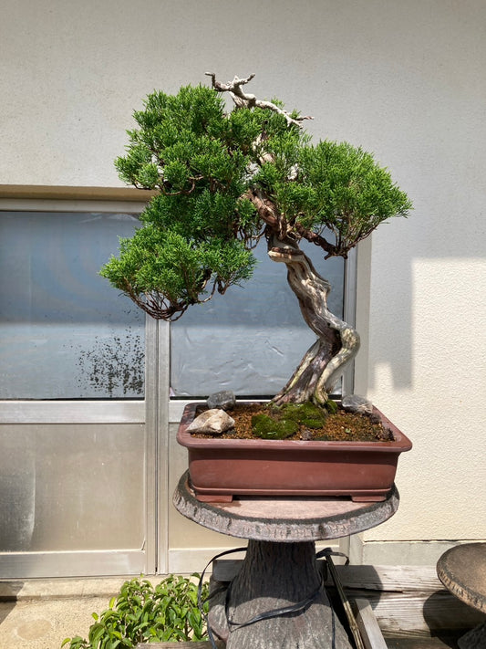 日本糸魚川真柏盆景,高60cm闊48cm,樹齡約50年 - PLAN+T