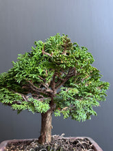 將圖片載入圖庫檢視器 日本🇯🇵津山檜Hinoki Chamaecyparis Obtusa ヒノキ (附上影片)
