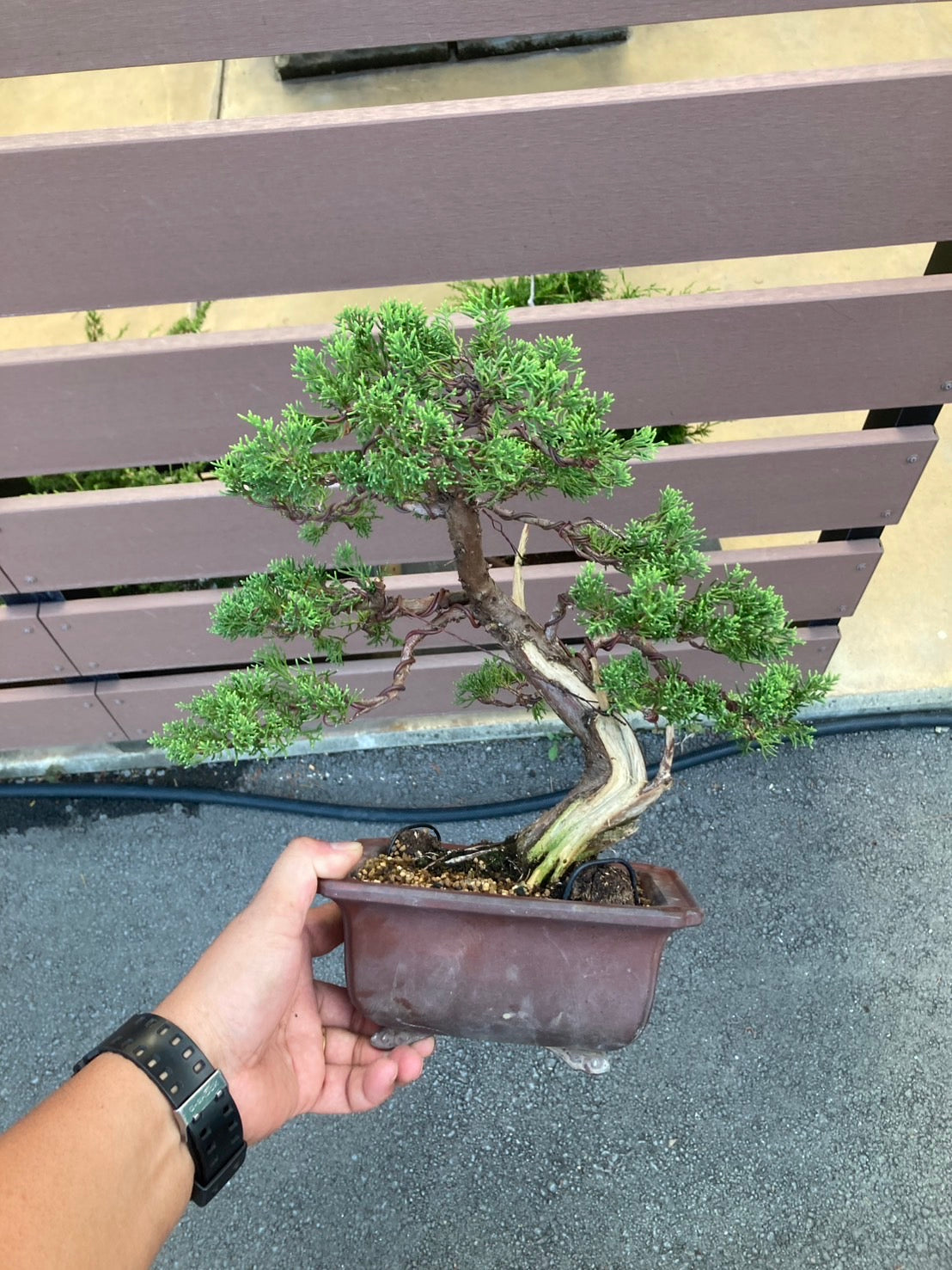 真柏 add_2_1538701979.jpg