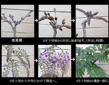 將圖片載入圖庫檢視器 預訂日本🇯🇵紫藤 Wisteria 現正是岀葉狀態
