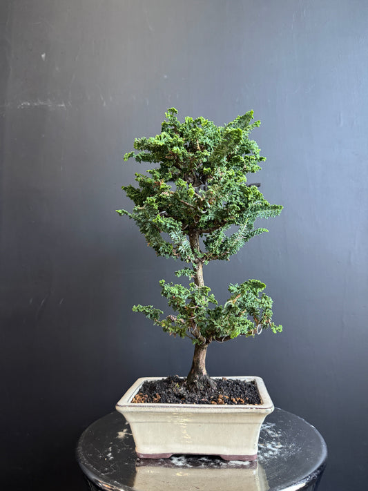 Japan🇯🇵Sekka Hinoki Cypress (セッカヒノキ) (with video attached)