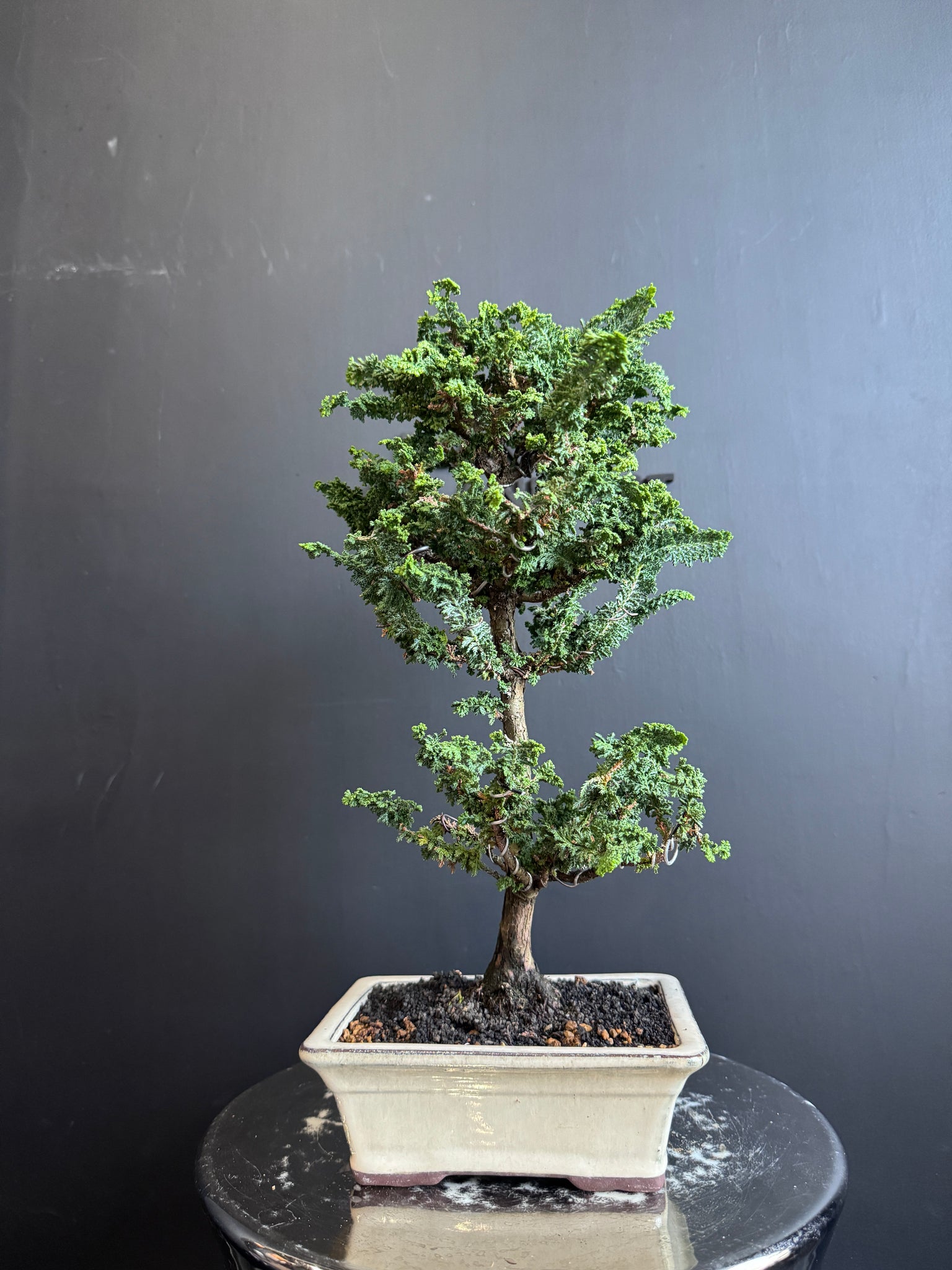 Japan🇯🇵Sekka Hinoki Cypress (セッカヒノキ) (with video attached) – BONSAI PLAN+T