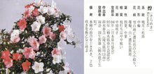 Loading images into the library viewer Japan🇯🇵Satsuki Azalea Rhododendron (video attached)

