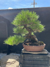 將圖片載入圖庫檢視器 預購日本🇯🇵山採黑松 YAMADORI Black Pine (附上影片)
