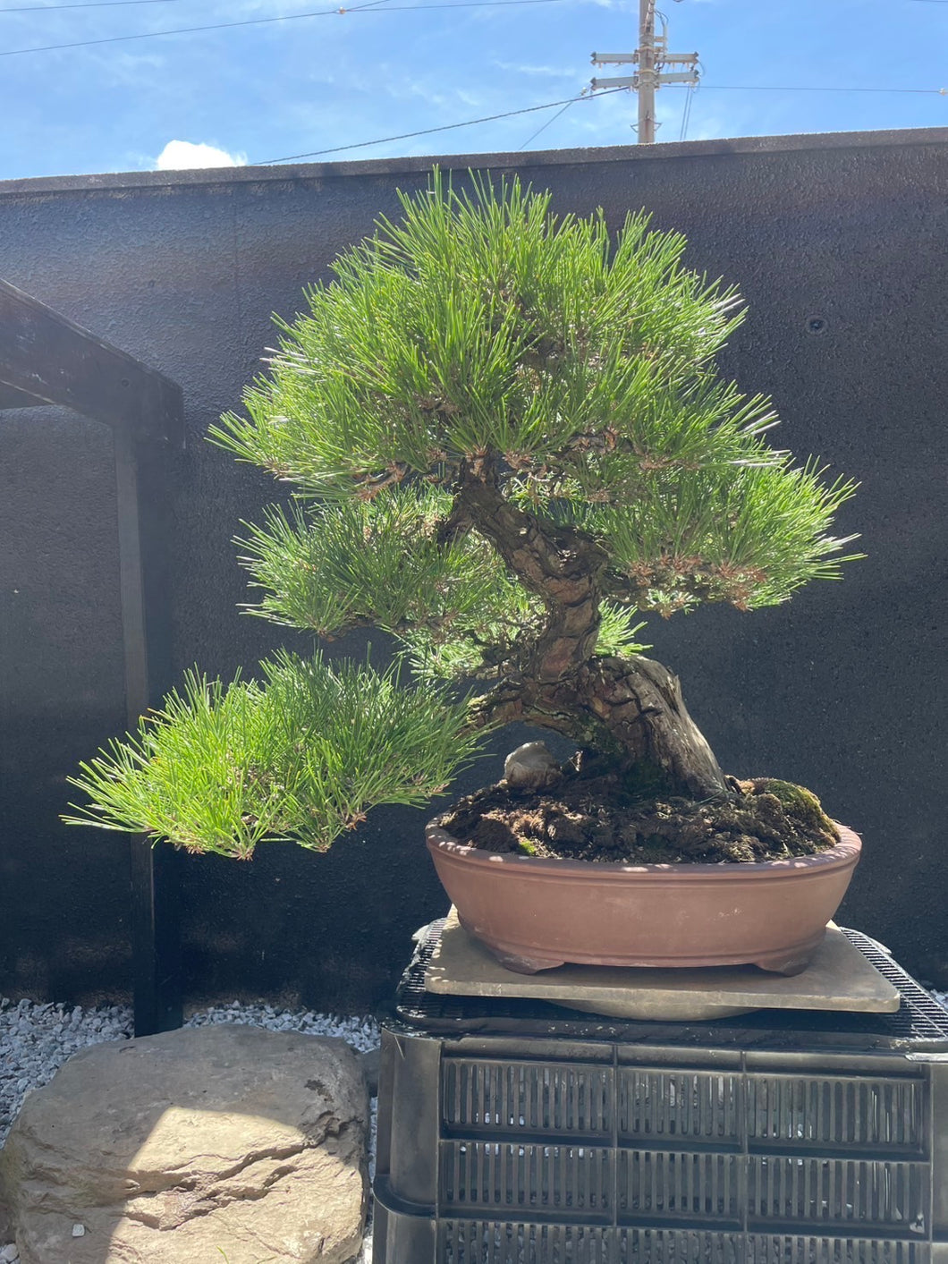 預購日本🇯🇵山採黑松 YAMADORI Black Pine (附上影片)