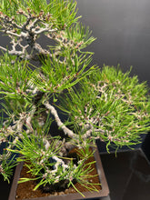 將圖片載入圖庫檢視器 日本🇯🇵 赤松 Red Pine / Pinus Densiflora (附上影片)
