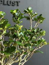 將圖片載入圖庫檢視器 日本🇯🇵梔子花クチナシ Gardenia Jasminoides (附上影片)
