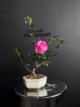 將圖片載入圖庫檢視器 日本🇯🇵山茶花 茶梅 獅子頭Camellia Sasanqua (附上影片)
