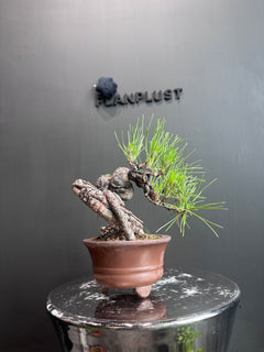 日本🇯🇵黑松 Japanese Black Pine (附上影片)