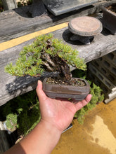 Load images into the gallery viewer Pre-order Japan🇯🇵Japanese White Pine (with video)
