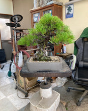 Load images into the gallery viewer 預購日本🇯🇵山採 黑松 Yamadori Black Pine (附上影片)
