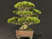 Load images into the gallery viewer 預購日本🇯🇵皐月杜鵑 ツツキ Satsuki Azalea Rhododendron
