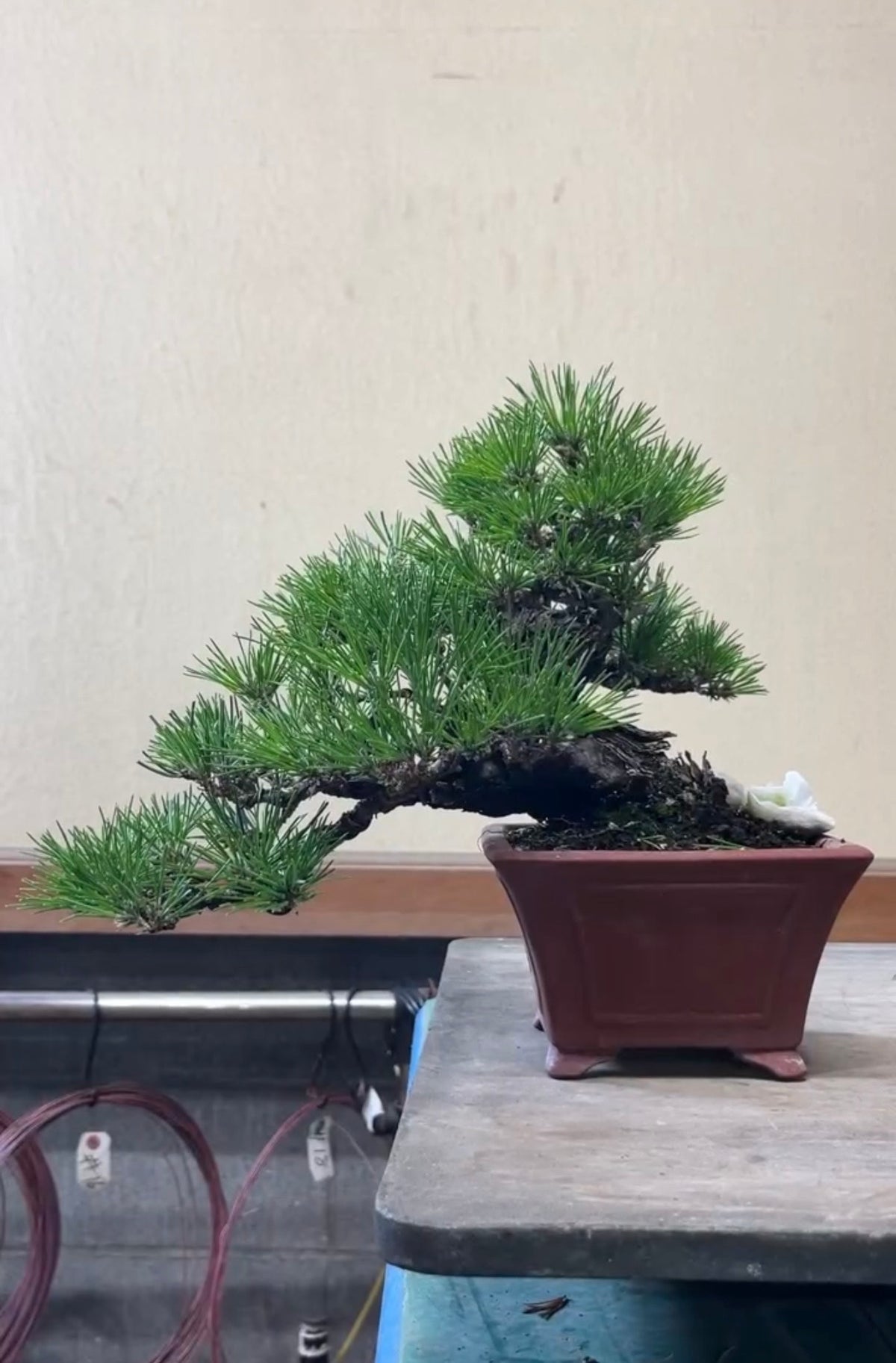 日本黑松盆景 高28cm 樹齡約40年 實拍 - PLAN+T