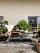 Load images into the gallery viewer Pre-order Japan🇯🇵Japanese White Pine (picked from the mountains) (video attached)
