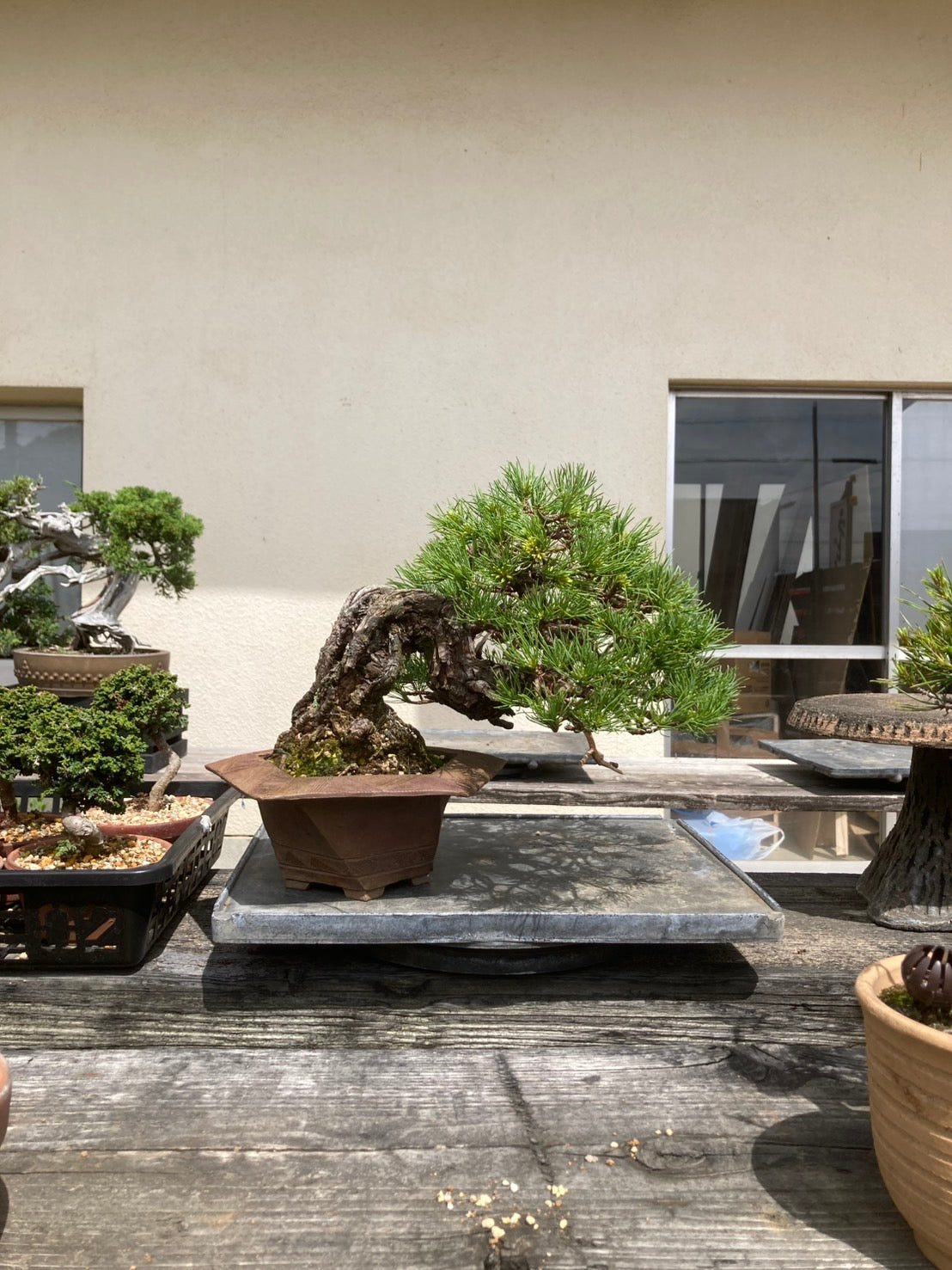 香港網上日本盆景專門店BONSAI PLAN+T 預購日本五葉松盆栽