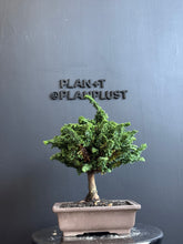 將圖片載入圖庫檢視器 日本🇯🇵石化檜Sekka Hinoki Cypress セッカヒノキ (附上影片)
