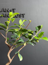 將圖片載入圖庫檢視器 日本🇯🇵山茶花 茶梅 Camellia Sasanqua (附上影片)
