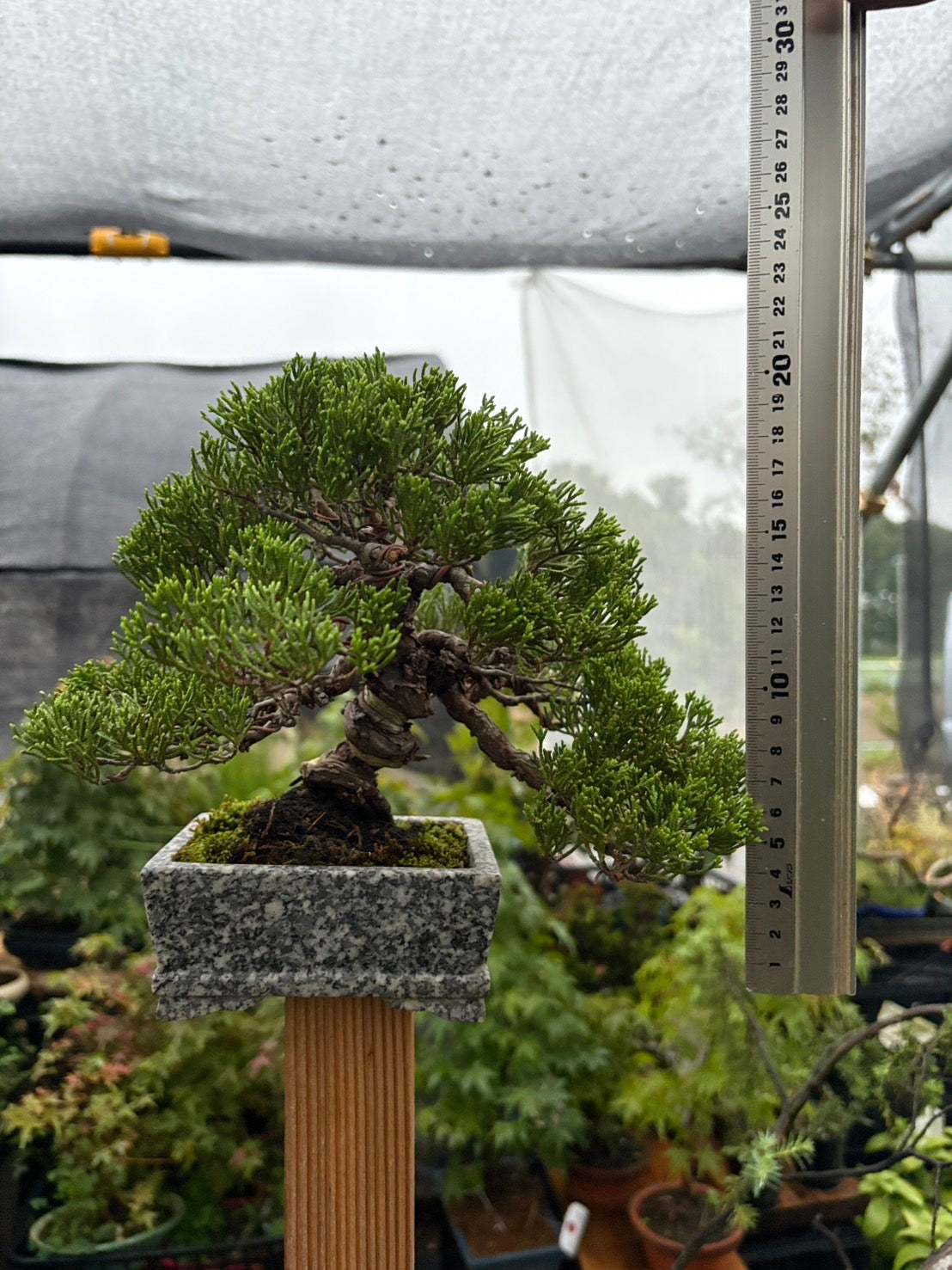 真柏 盆栽 樹形美 幹芸 自然美 鑑賞樹 苔付き 樹姿良好 小品盆栽 和風