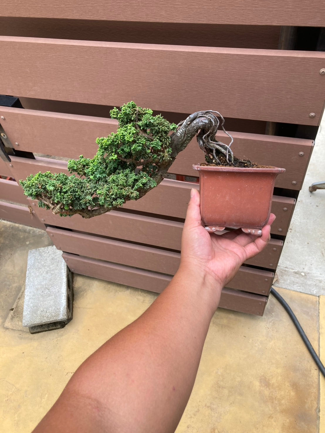 預購日本🇯🇵石化檜Sekka Hinoki Cypress セッカヒノキ (附上影片)