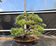 將圖片載入圖庫檢視器 預購日本🇯🇵五葉松 Yamadori Japanese White Pine (附上影片)
