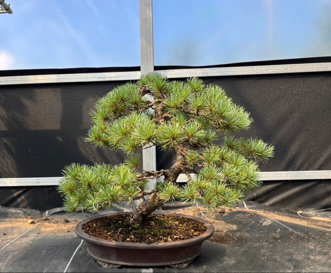 預購日本🇯🇵五葉松 Yamadori Japanese White Pine (附上影片)