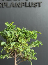 Load an image into the library viewer Japan🇯🇵Tsuyama Hinoki Chamaecyparis Obtusa (video included)
