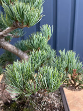 將圖片載入圖庫檢視器 預訂日本🇯🇵五葉松 Japanese white pine
