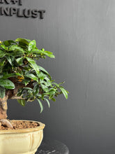 將圖片載入圖庫檢視器 日本🇯🇵金豆Fortunella Hindsii (附上影片)
