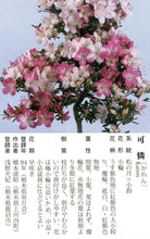 Load image into Gallery viewer, 預購日本🇯🇵皐月杜鵑 憐可 Satsuki azalea Rhododendron (附上影片)
