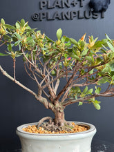 Loading images into the library viewer Japan🇯🇵Satsuki Azalea Rhododendron (video attached)
