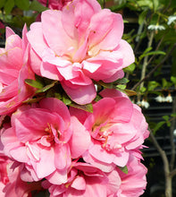 將圖片載入圖庫檢視器 2026年 預購4月到港 日本🇯🇵皐月ツツキ杜鵑 Satsuki azalea Rhododendron 唐獅子牡丹/紅牡丹/絹の舞
