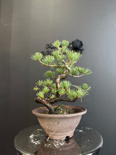 Load image into Gallery viewer, 日本🇯🇵五葉松 Japanese White Pine (附上影片)
