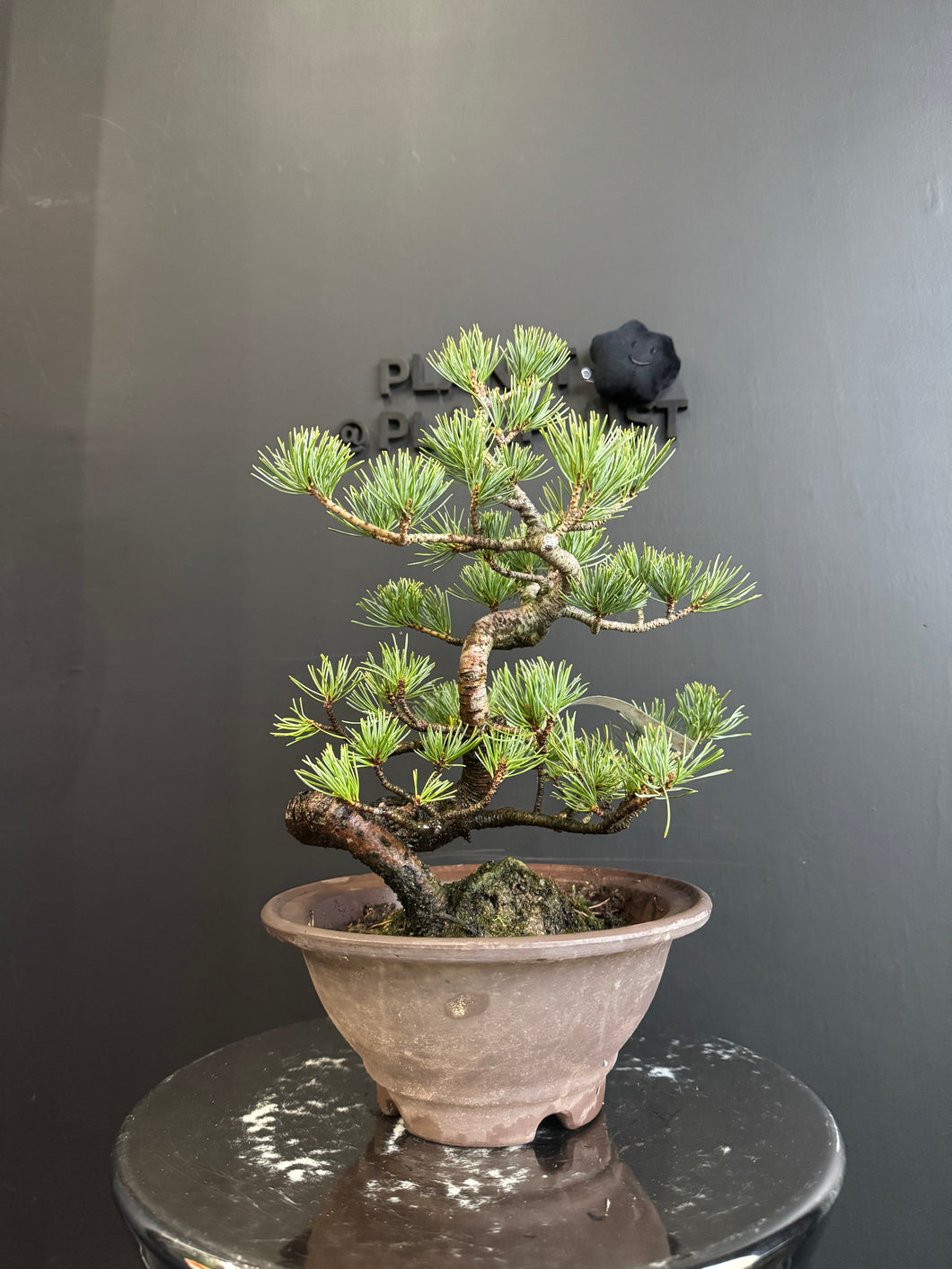 日本🇯🇵五葉松 Japanese White Pine (附上影片)