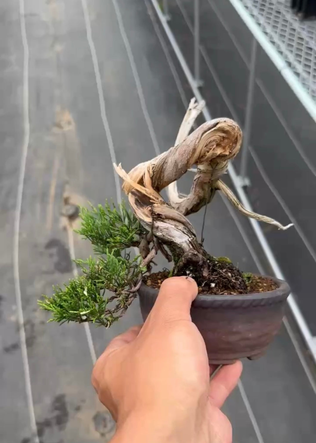 預購日本🇯🇵糸魚川真柏 Japanese Itoigawa Shimpaku (附上影片)