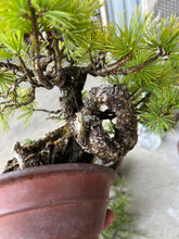 Load image into Gallery viewer, 預訂日本🇯🇵五葉松 Japanese white pine (附上影片)
