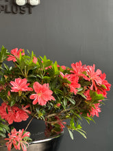 將圖片載入圖庫檢視器 日本🇯🇵皐月杜鵑 夢花火 Satsuki azalea Rhododendron
