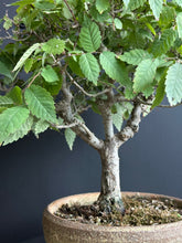 Load an image into the library viewer Japan🇯🇵Keyaki Zelkova Serrata (video attached)
