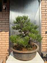 將圖片載入圖庫檢視器 日本🇯🇵黑松 Japanese Black Pine (附上影片)
