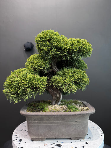香港網上日本盆景專門店BONSAI PLAN+T 現貨日本真柏盆栽