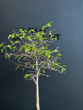 將圖片載入圖庫檢視器 日本🇯🇵欅樹Keyaki Zelkova Serrata (附上影片)

