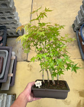 Load an image into the library viewer 日本🇯🇵紅楓 清姬モミジ Acer Palmatum (附上影片)
