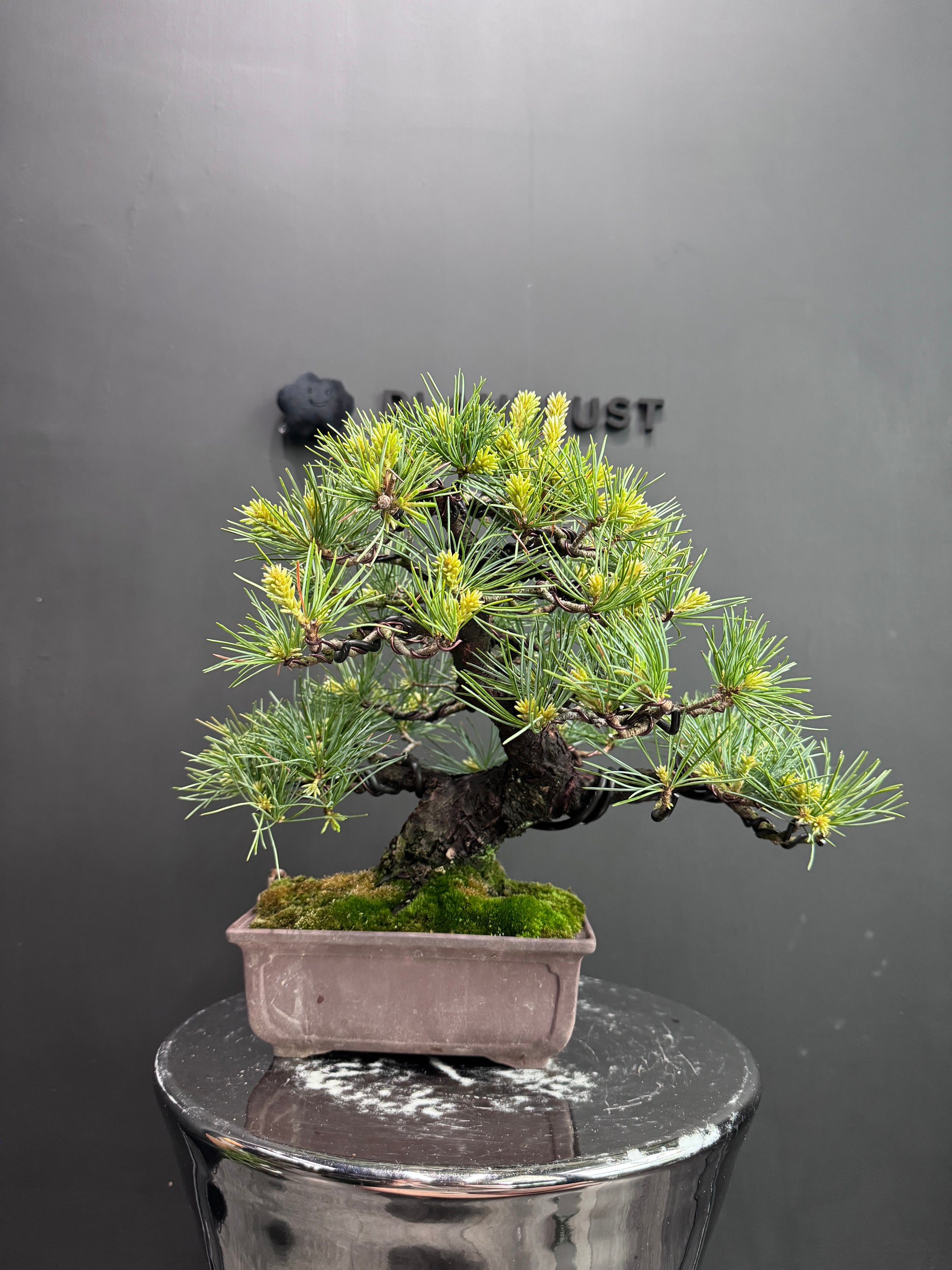 日本🇯🇵五葉松Japanese White Pine (附上影片) – BONSAI PLAN+T