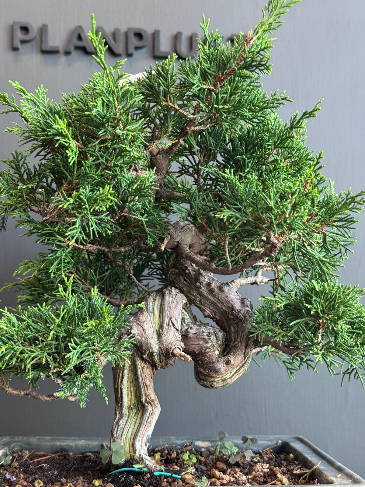 Japanese Itoigawa Shimpaku